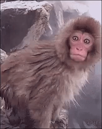 Rizz Snow Monkey Hot Spring Swim GIF