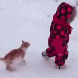 Rko Outta Nowhere Knocked By Cat GIF