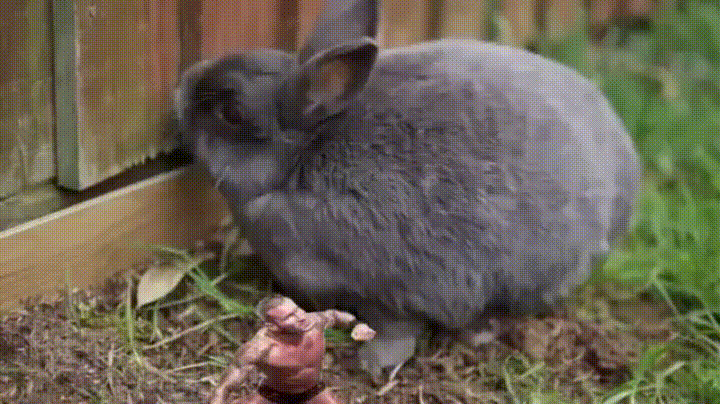 Rko Vs Bunny Rabbit GIF