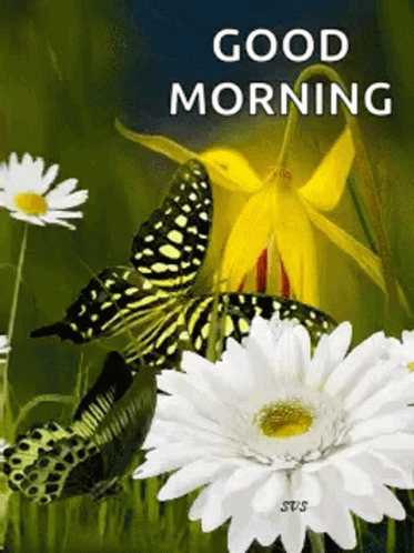 New Good Morning Grace Butterfly GIF