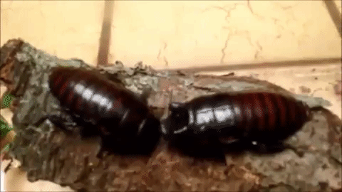 Roach Fighting GIF