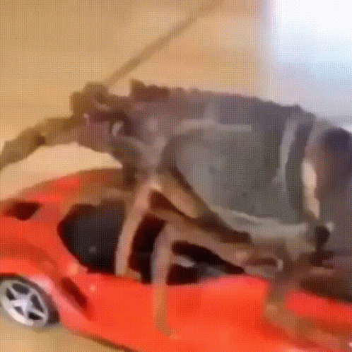 Roach Riding Toy Car GIF