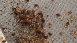 Roaches Fest On Leftover Food GIF
