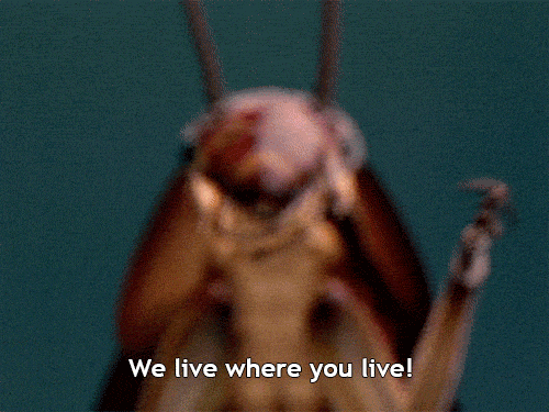 Roaches Live Where You Live GIF