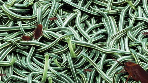 Roaches With Green Live Snakes GIF