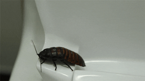 Roaches Without Wings Roaming Around GIF