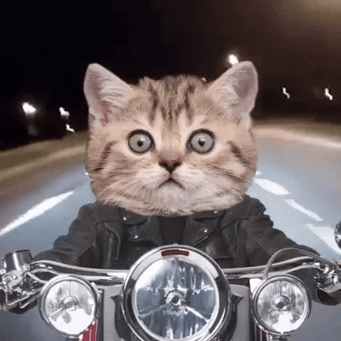 Road Cool Cat Riding Motorcycle GIF