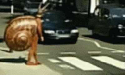 Road Human Snail Costume Passing GIF