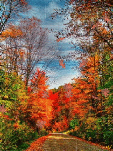 Road Surrounded by Trees With Letter W