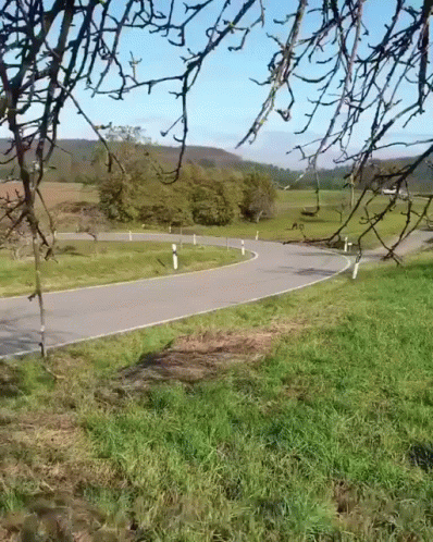 Road Through Grassy Field with Trees on Both Sides