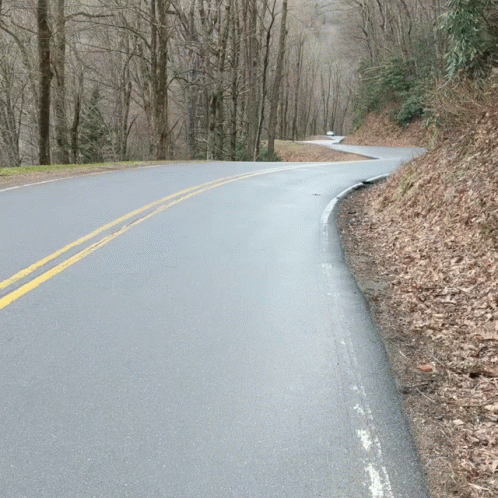 Road Through Woods with Trees on Both Sides
