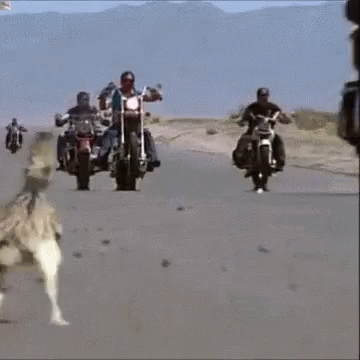 Roadrunner Running Motorcycles GIF