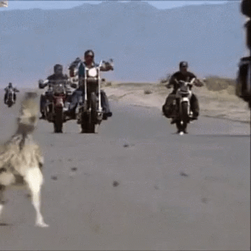 Roadrunner Running Motorcycles GIF
