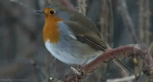 Robin 498 X 266 Gif GIF