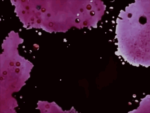 Robin Fusee Is Written In Red Letters On A Purple Background GIF