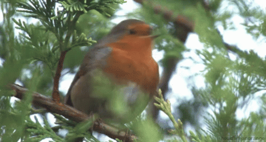 Robin GIF