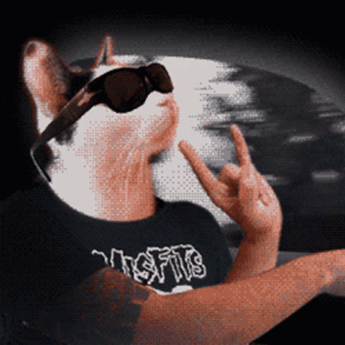 Rock And Roll Cat Driving GIF