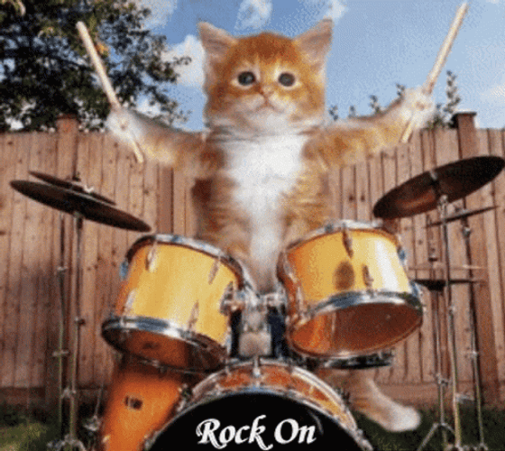 Rock On Drummer Big Cat GIF