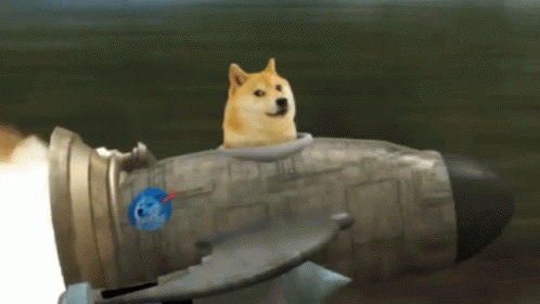 Dog In A Rocket Launch GIF