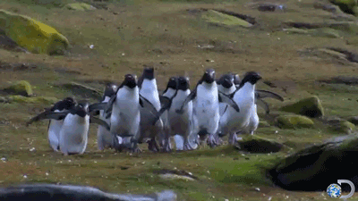 Rockhopper Penguin Funny Animal GIF