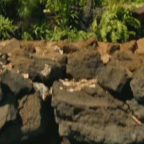 Rocks Surrounded by Trees and Plants