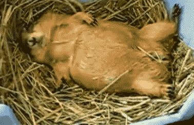 Rodents Fall Asleep GIF