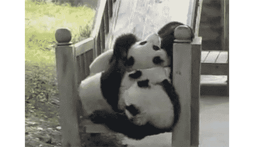 Rolling Baby Panda Playing GIF