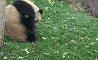 Rolling Dirty Chubby Panda GIF