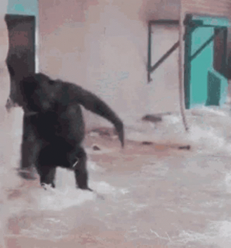 Rolling Gorilla Dancing GIF