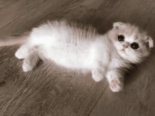 Rolling On The Floor GIF