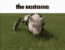 Rolling Pig Wheels Yiff GIF