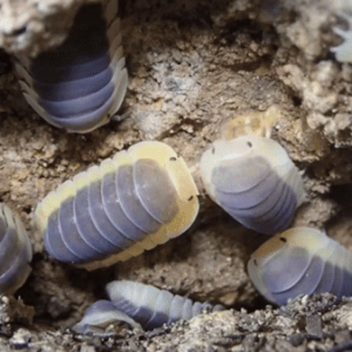 Roly Pollies Insect GIF