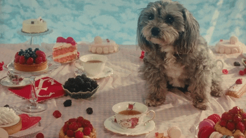 Romantic Dog No I Miss You More GIF