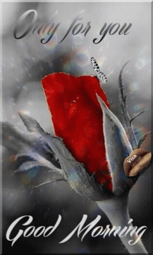 Romantic Good Morning Greeting Rose Butterfly GIF