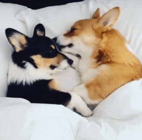 Romantic Good Night My Love Kissing Dogs GIF