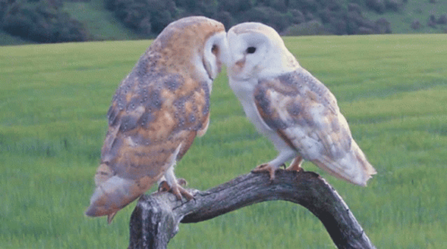 romantic-owl-kiss-m0ue9u9fqwansy18.gif