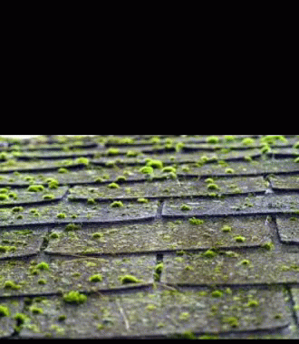 Roof With Moss