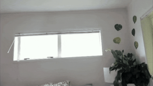 Room With Plant and Open Window Blinds