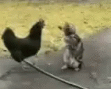 Funny Rooster Fughting A Cat GIF