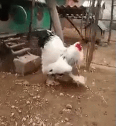 Rooster Giant Brahma Chicken GIF