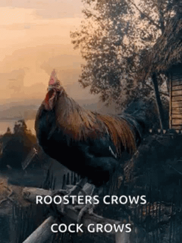 Rooster Crows Cock Grows In Fence GIF