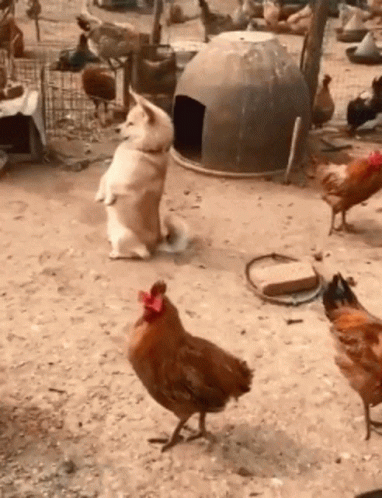 Dog Rooster Identity Crisis GIF