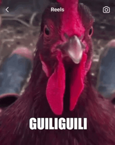 Rooster Funny Sound Guiliguili GIF