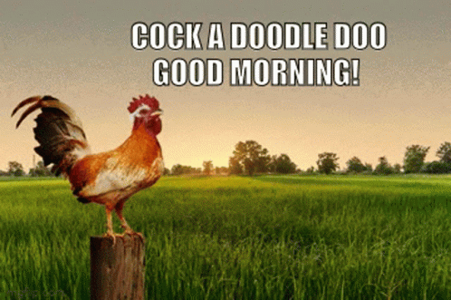 Cock A Doodle Good Morning Rooster GIF
