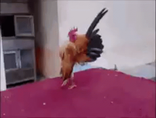 Rooster 498 X 376 Gif GIF