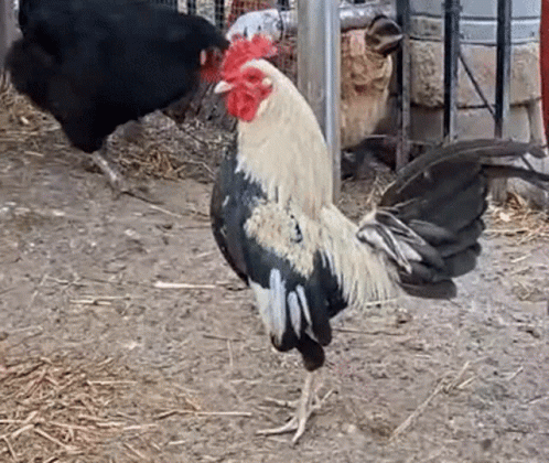 Proud Grey Rooster Crocking GIF