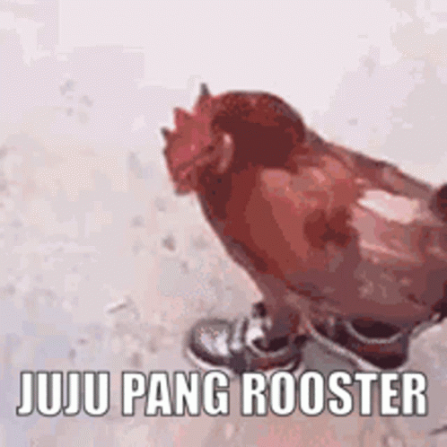 Hilarious Rooster Walking With Shoes GIF
