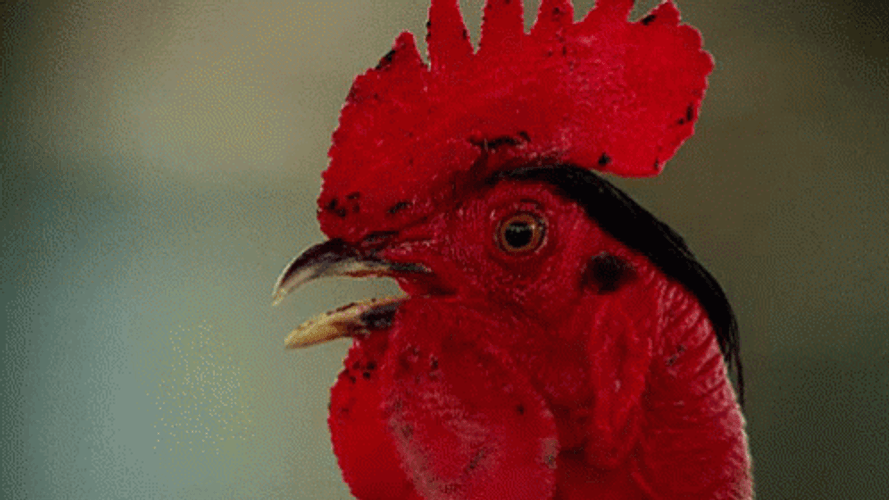 Rooster Blank Stare Close Up GIF