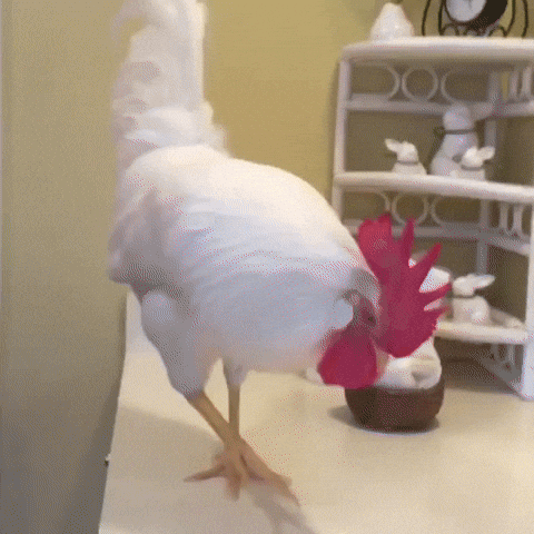 Rooster Confused With His Reflection GIF