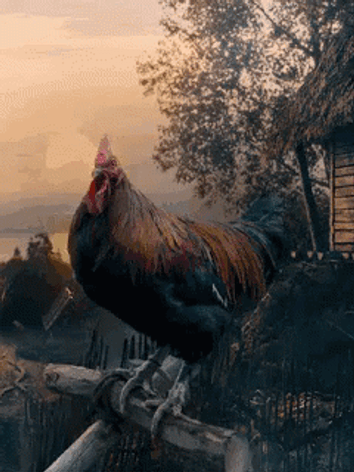 Rooster Crocking In Farm Fence GIF